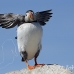 puffin_atlantic_msi_h_2558_can1930.jpg